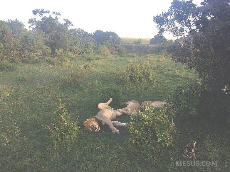 lions-sleeping-kiesuscom